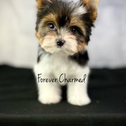 Kit - Black tan and white female Biewer Terrier puppy in Lathrop, California from Forever Charmed