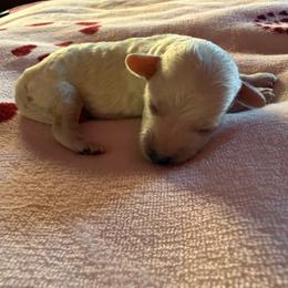Dolly - White female Poodle puppy in Lake Elsinore, California from Amber's Bichon Frise and Poodles