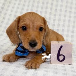 Otto Wire Hair AKC - Red male Dachshund puppy in South Easton, Massachusetts from Depot Dachsies