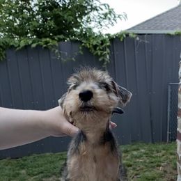 "“Blue” Boy - Retained 💙 (potentially available to show home)" Lakeland Terrier Puppies from Wakefield Lakelands