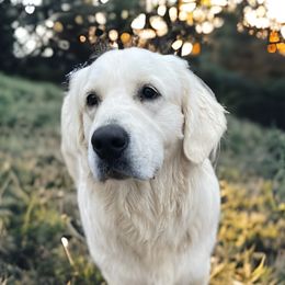 Sully - Golden Retriever