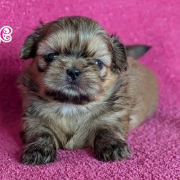 Page - Gold female Shih Tzu puppy in Surprise, Arizona from Arizona Shih Tzu