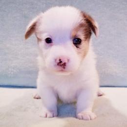 American Corgi and Pembroke Welsh Corgi Puppies from Whimsical Treasure Corgis