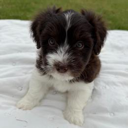 Chocolate and white male 2 - Chocolate male Havanese puppy in Douglas, Georgia from Huffer Hounds and Havanese