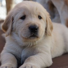 Golden Retriever, Goldendoodle, and Sheepadoodle Puppies from Guppy Puppies
