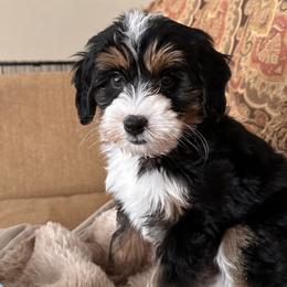 Bobcat - Tri-color male Bernedoodle puppy in Banner Elk, North Carolina from Walnut Tree Bernedoodles