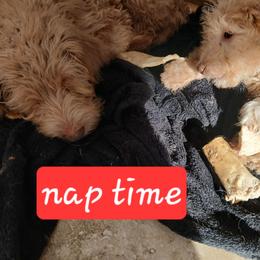 Emma - Apricot female Labradoodle puppy in Henderson, Nevada from Hills labradoodles