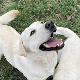 Labrador Retrievers from River's Edge Labradors