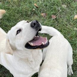 Labrador Retrievers from River's Edge Labradors