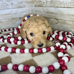 Rocket - Red  male Goldendoodle puppy in Litchfield, Connecticut from Gracie Doodles CT