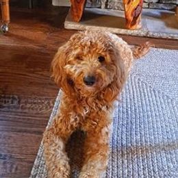 Timber - Goldendoodle