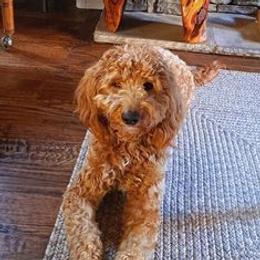 Timber - Goldendoodle