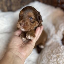 Bingo - Tri-color female Bernedoodle puppy in Superior, Arizona from Mountain Bridge Doodles