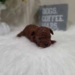 BabyFace (CKC) - Red  female Poodle puppy in Rainbow City, Alabama from Spinks Poodles