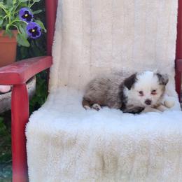 Flower - Red merle female Miniature Australian Shepherd puppy in Gainesboro, Tennessee from Family Tradition