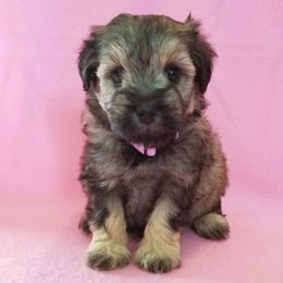 Miniature Schnauzer Puppies from Great Basin Miniature Schnauzers
