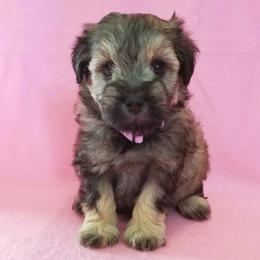 Miniature Schnauzer Puppies from Great Basin Miniature Schnauzers