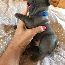 French Bulldog Puppies from Crooked C Ranch
