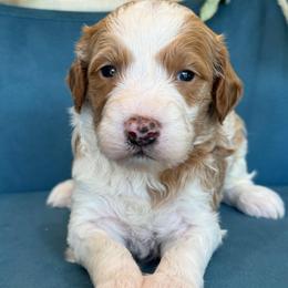 Norman - Parti male Goldendoodle puppy in Yuciapa, California from AlltheDoodlez_