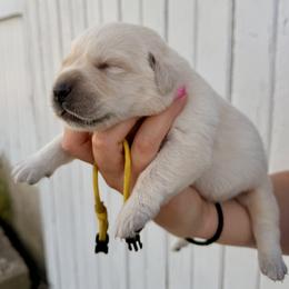 Yellow - Yellow female Labrador Retriever puppy in At Henry, Ohio from Hickory Creek Labs