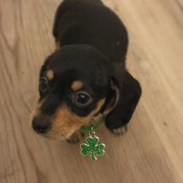 Peanut - Black and tan male Dachshund puppy in Ft Dodge, Iowa from Secret Reality