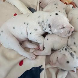 Pepper aka Jewel - White and black female Dalmatian puppy in Mesa, Arizona from Lauren's Dalmatians