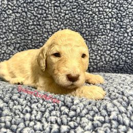 Goldendoodle and Poodle Puppies from SnickerDoodlePups