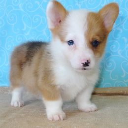 Australian Cattle Dog and Pembroke Welsh Corgi Puppies from Heelers in Texas