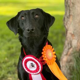 5th Pick Black Female - Black female Labrador Retriever puppy in Berlin, Wisconsin from Gypsy Miracle Kennels
