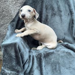 Spotify - Fawn male Italian Greyhound puppy in Wilkes Barre, Pennsylvania from Laraz Pupz