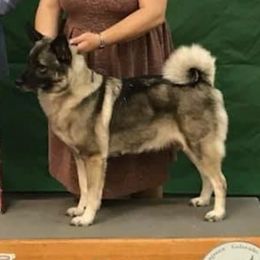 Norwegian Elkhounds from 5M KENNEL