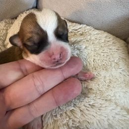Tan Collar - Red male Pembroke Welsh Corgi puppy in Mountain View, Hawaii from Celtic Corgis