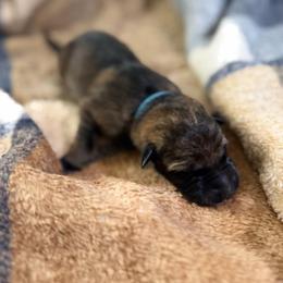 A1-4 Sable Boy - Sable male German Shepherd puppy in Lincoln, California from Valor-K9s