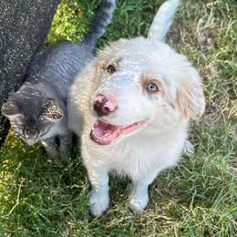 Hope - Red merle female Border Collie puppy in Rocky, Oklahoma from SoCal/Promise Land Border Collies