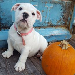 Bulldog Puppies from JoMo Kennels