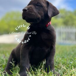 Labrador Retriever Puppies from Circle H Labradors