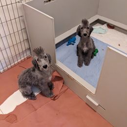 Basset Hound and Bedlington Terrier All Grown Up from First Class Bassets and Bedlingtons