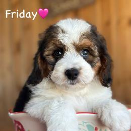 Friday - Black tri-color female Aussiedoodle puppy in Lancaster, Minnesota from Finney Ranch