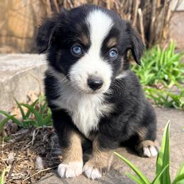 Toby (ASDR and AKC) - Black tri male Miniature Australian Shepherd puppy in Stockton, Missouri from Kizmit Farmz