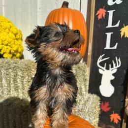Pumpkin - Black and tan male Yorkshire Terrier puppy in South Coffeyville, Oklahoma from Nicki's Yorkies