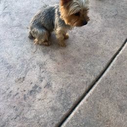 Myra - Yorkshire Terrier