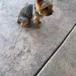 Myra - Yorkshire Terrier