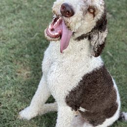Aussiedoodle Puppies from Gore Doodle Ranch