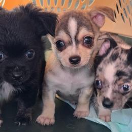 Tetris - Fawn and white male Chihuahua puppy in Springfield, Missouri from Carly Parker