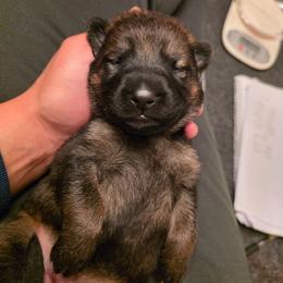 Red collar (Chilli) - Sable female German Shepherd puppy in Hermitage, Pennsylvania from Shepherds of the Hundred Acres