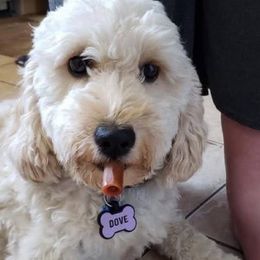 Dove - Goldendoodle