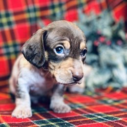 Harry - Piebald male Dachshund puppy in Stilwell, Oklahoma from MB’s Dachshunds