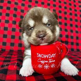 Siberian Husky puppies from EvergreenEliteKennel