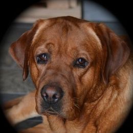 Labrador Retriever adult dog