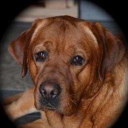 Labrador Retriever adult dog
